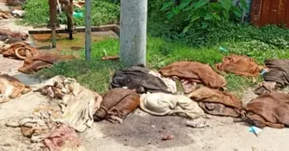কুমিল্লায় কোরবানির পশুর চামড়া কিনে বিপাকে মৌসুমি ব্যবসায়ীরা